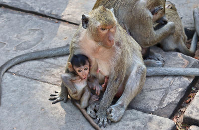 Monkeys sitting outdoors