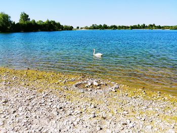 View of birds in lake