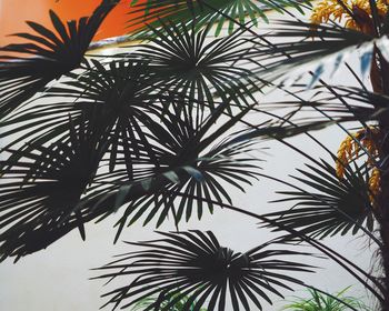 Low angle view of palm tree against sky