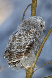 Close-up of bird perching on plant