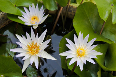 Close-up of white flowering plant