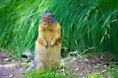 Close-up of meerkat on field