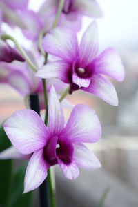 Close-up of pink flower