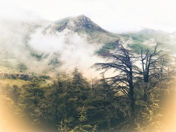 Scenic view of tree against sky