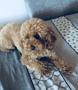 High angle portrait of a dog