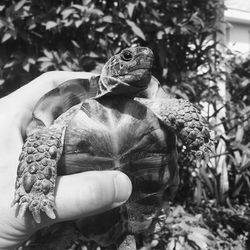 Cropped hand holding turtle