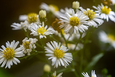 Close-up of white daisy flowers