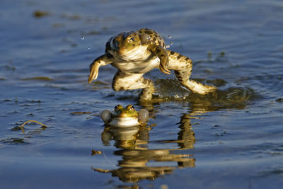 Green frog fight on the wetland