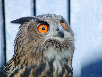 Close-up portrait of owl