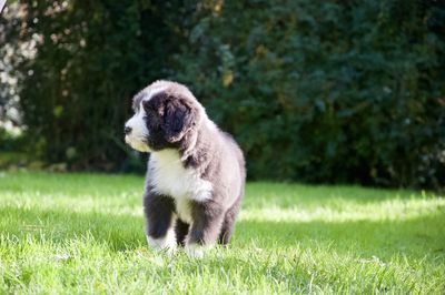 Dog on grass