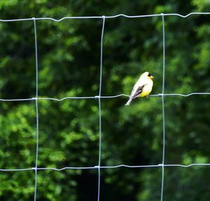 Close-up of bird perching on chainlink fence