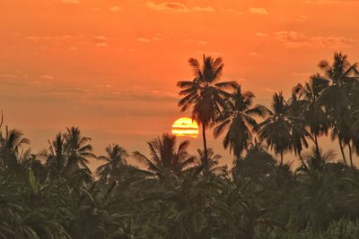 Silhouette palm trees against orange sky