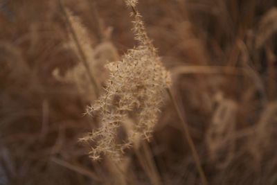 Close-up of snow on plant