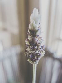 Close-up of flowers against blurred background