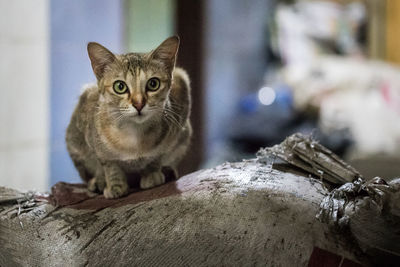 Portrait of cat sitting on wood