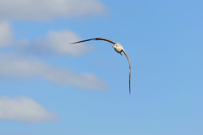 Low angle view of bird flying