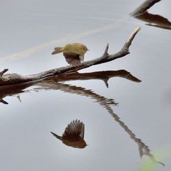 Bird on stem above water