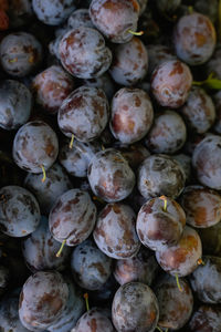 Bright blue plum fruits lie on the counter