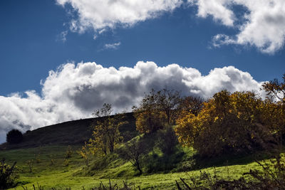 Plants growing on land against sky