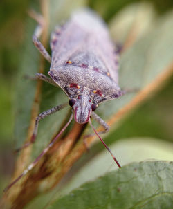 Close-up of insect on plant