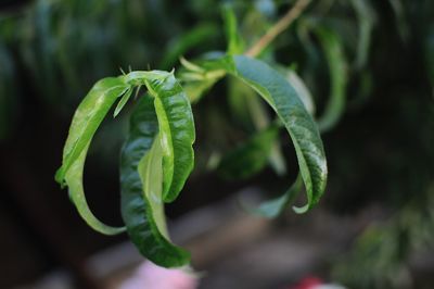 Close-up of green leaf on plant