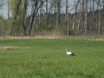 Bird in a field