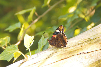 Close-up of butterfly perching on plant