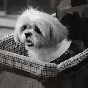 High angle view of dog looking away at home