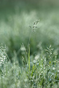 Close-up of grass on field