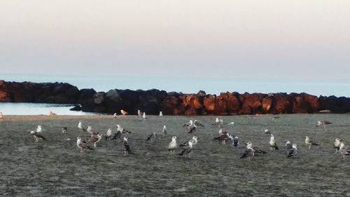 Flock of birds on beach