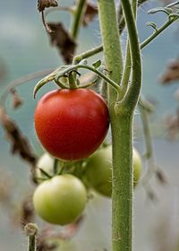 Close-up of strawberry hanging on plant