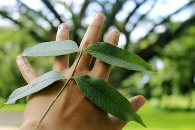 Close-up of hand on tree