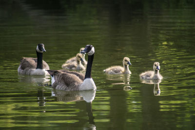 Ducks swimming in lake