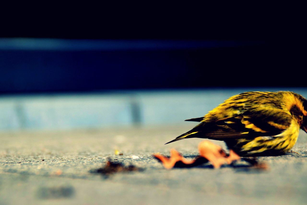 animal themes, one animal, animals in the wild, wildlife, bird, selective focus, focus on foreground, close-up, perching, nature, insect, zoology, full length, yellow, side view, outdoors, no people, day, animal, beauty in nature