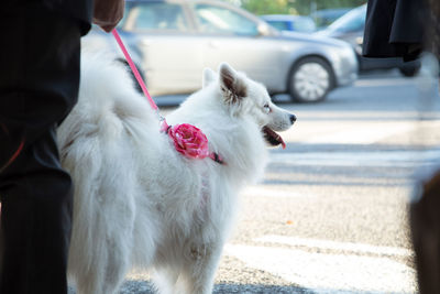 Close-up of dog