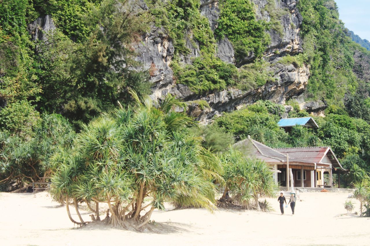 TREES ON BEACH BY BUILDINGS