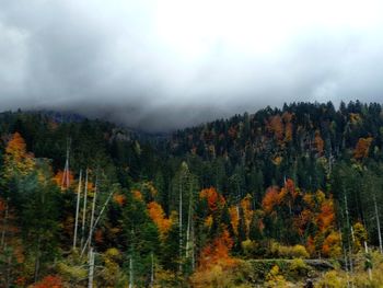 Scenic view of forest during autumn