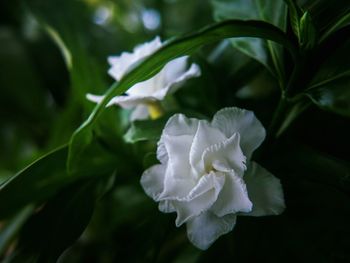 Close-up of white flower blooming outdoors