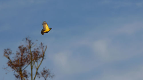Yellow bird in the blue sky