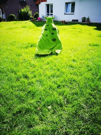 Green tree on field