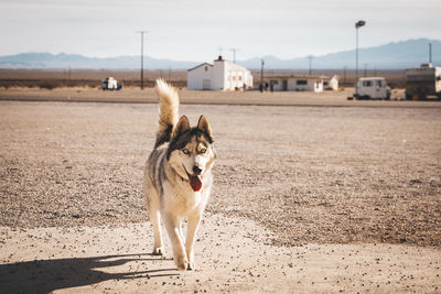 Dog standing in a field