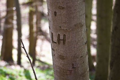 Close-up of tree trunk in forest