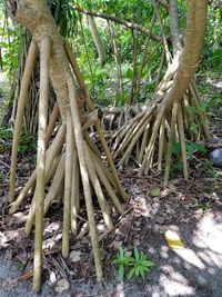 Close-up of bamboo trees