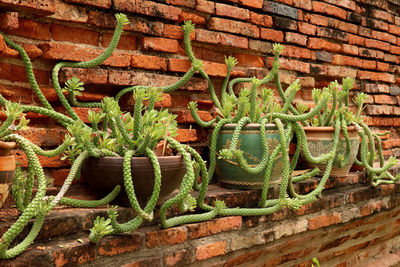 Close-up of succulent plant against wall