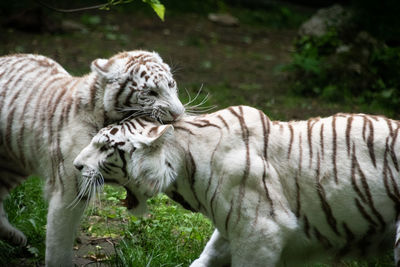 White tigers playing 