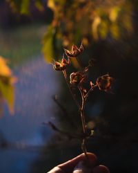 Close-up of hand holding plant