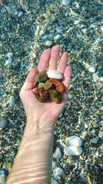 Close-up of hand holding crab on pebbles