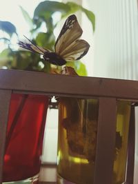 Low angle view of butterfly perching on window