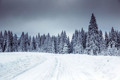 Snow covered road amidst trees against sky