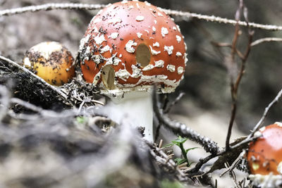 Close-up of mushrooms growing on field